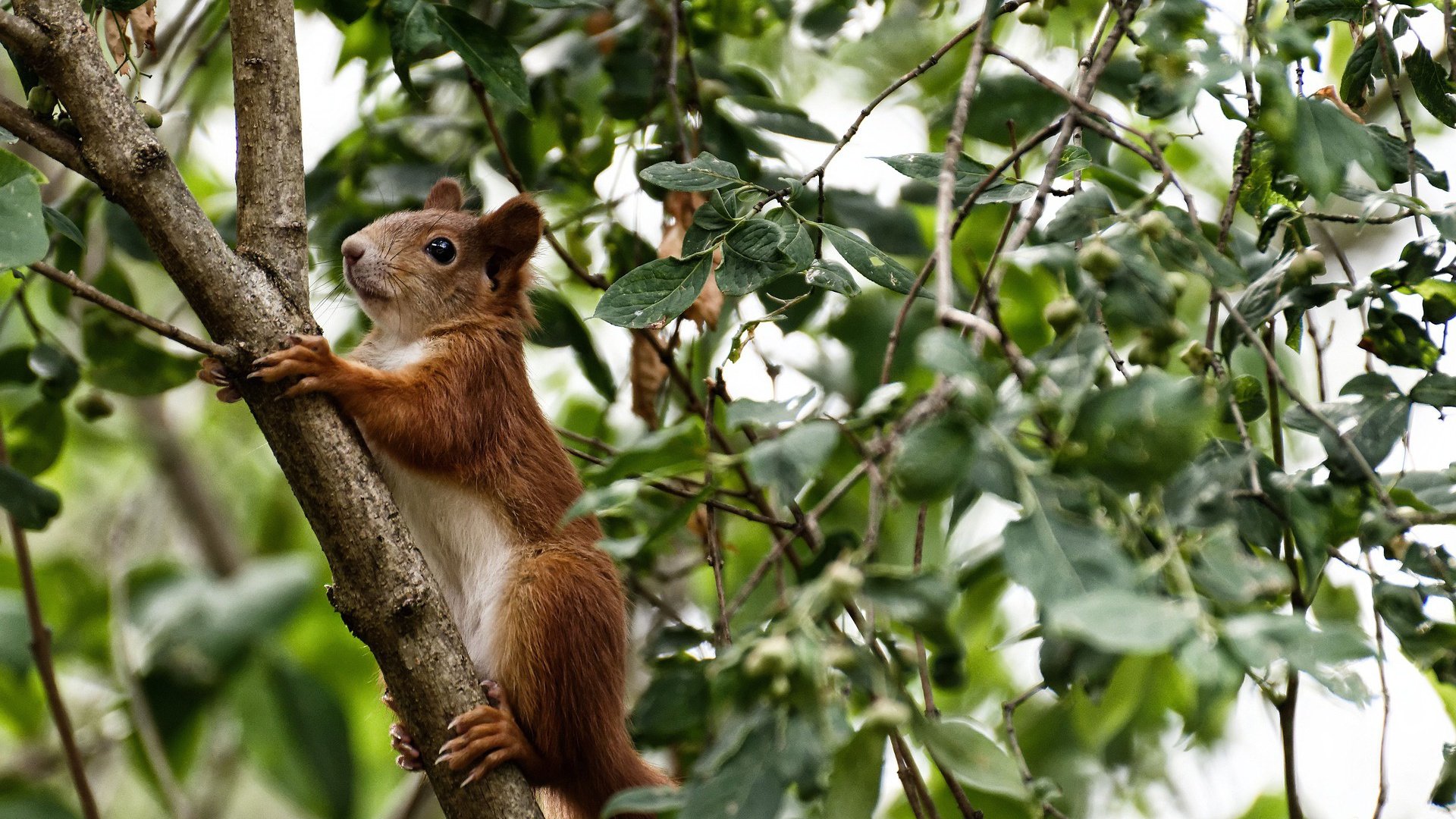 爱游戏官方-五大联赛球员平均跑动距离变化能否反映战术趋势，五大联赛场均跑动距离