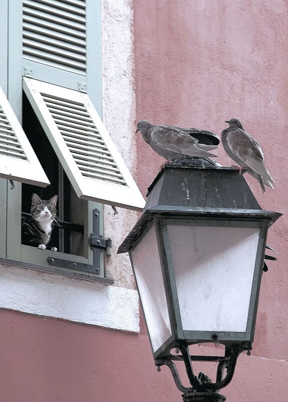 爱游戏中国官方登录入口网站-奥运村医疗保障引入远程会诊技术，奥运会医疗保障人员