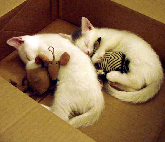 训练方式创新多样化推广,创新训练理念和模式,加强训练规范和组训标准建设