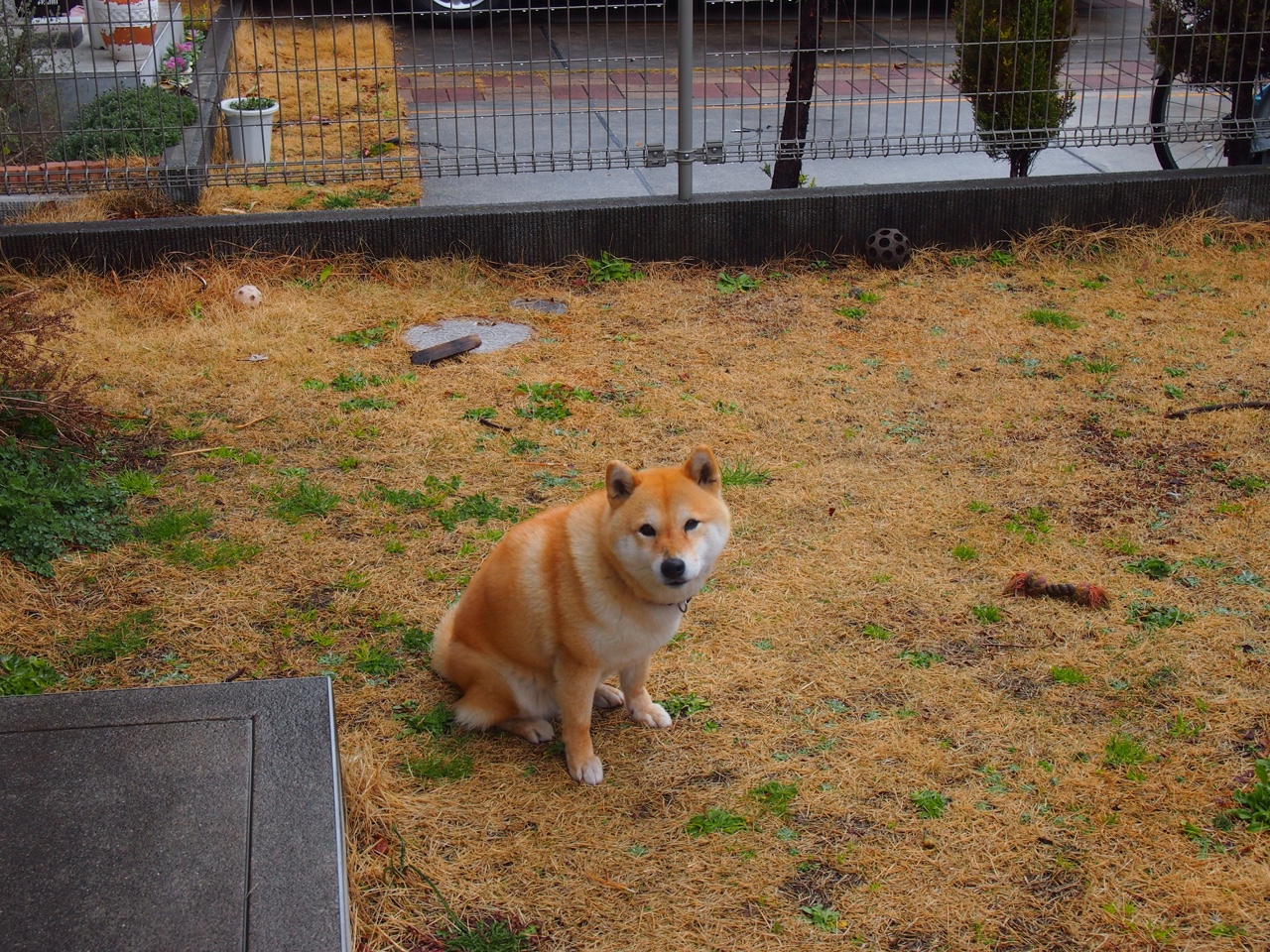 火箭防守轮换更加默契连续封盖对手，火箭现在的防守教练是谁